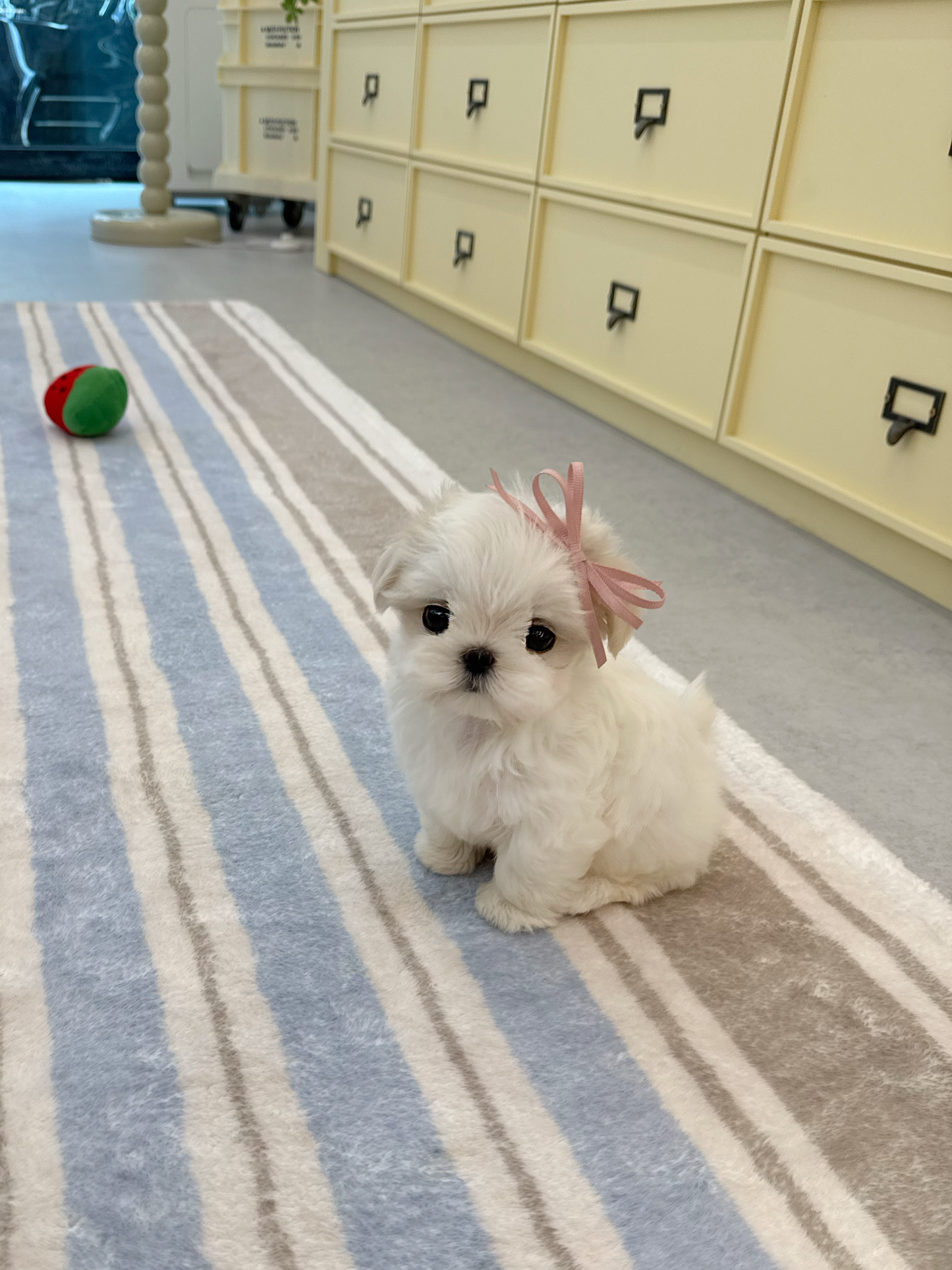 Maltese-Ellie-F