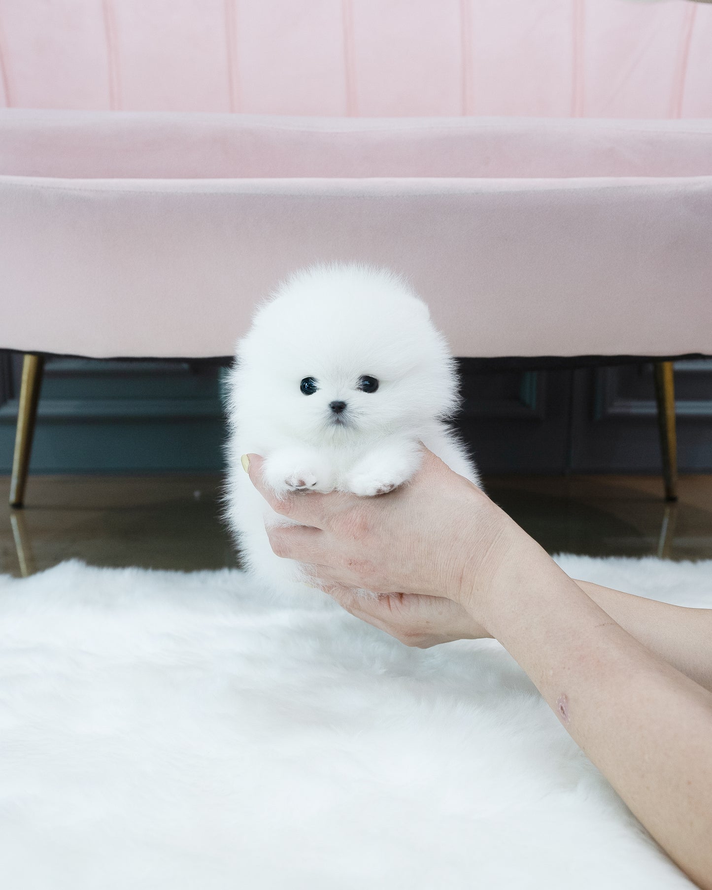 Pomeranian -Louie