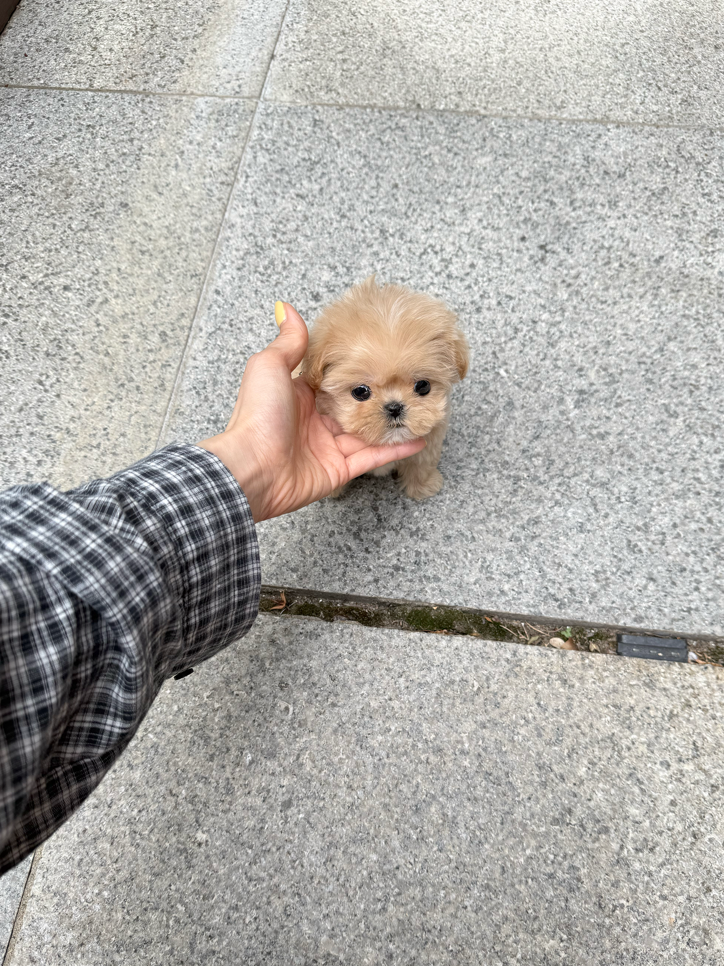 Maltese-Cinnamon