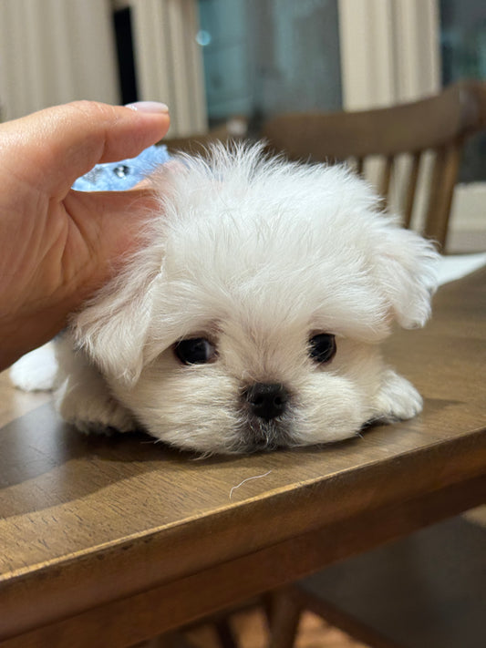 Maltese-Sean