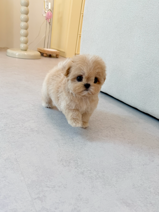Maltipoo-Curie-F