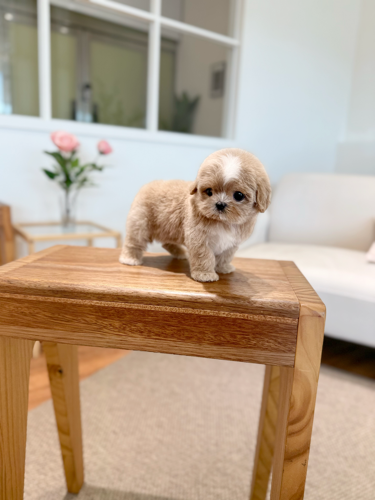 Maltipoo-Taro