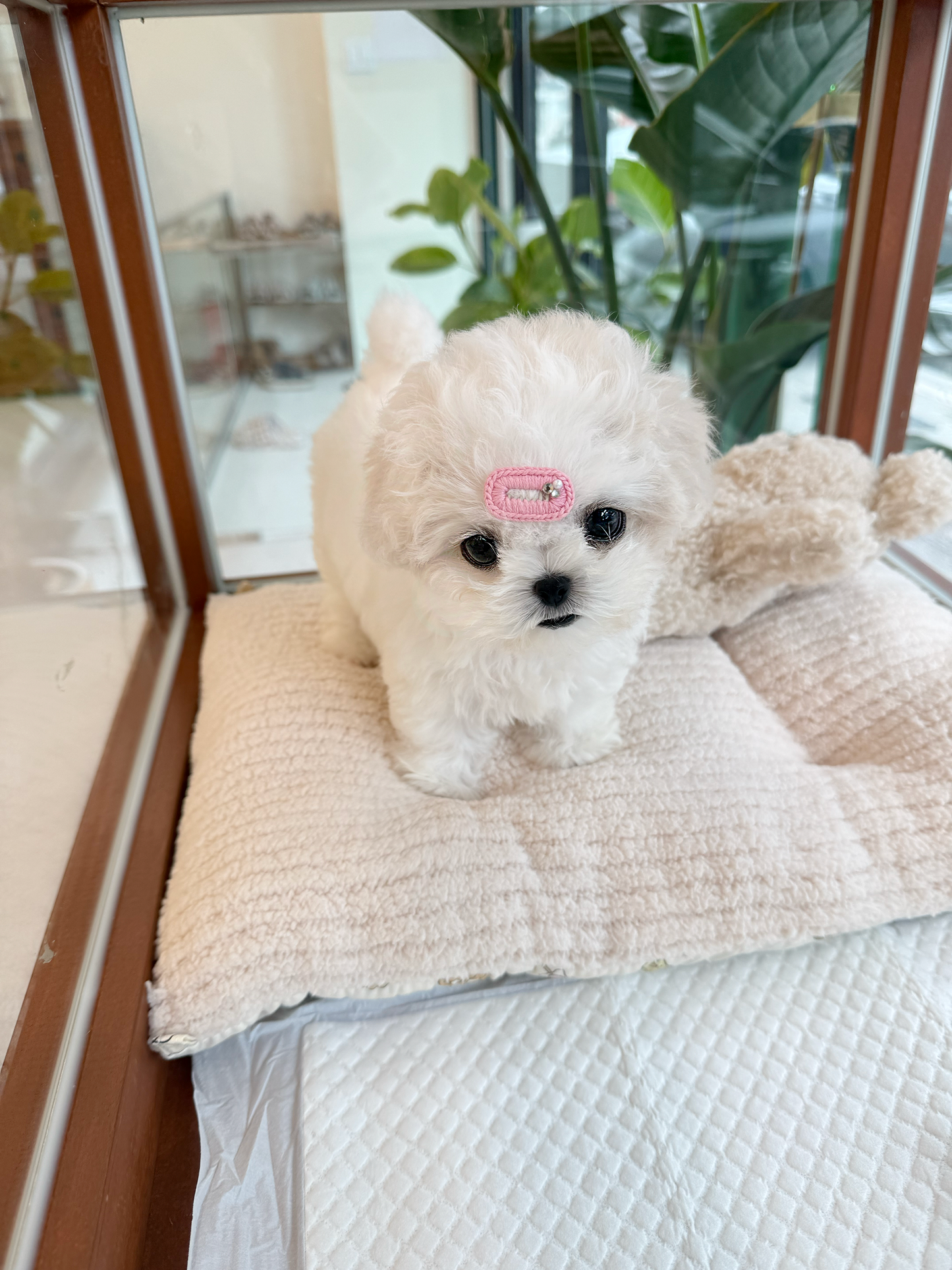 Bichon-Donna-F