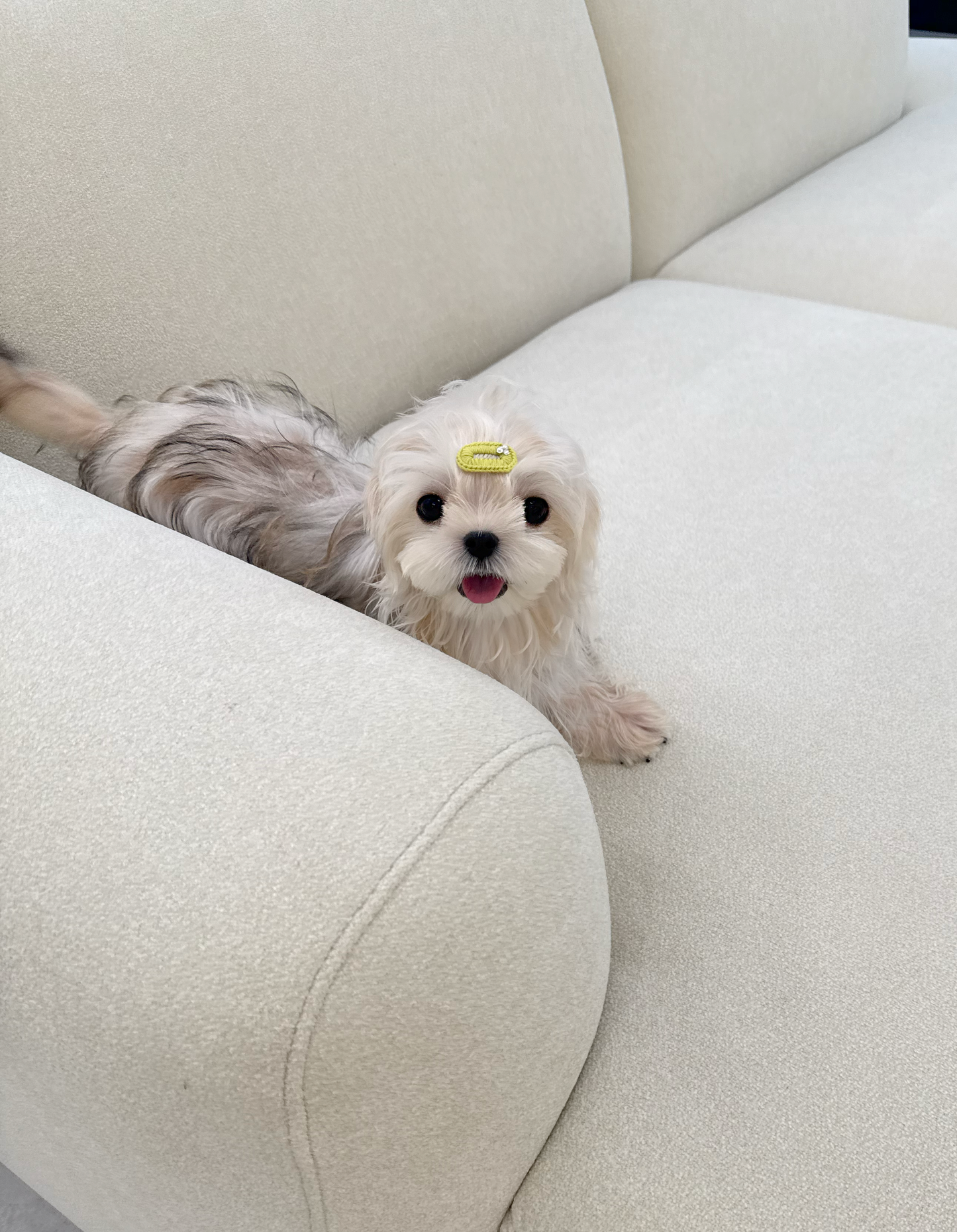 Yorkie-Mango-M