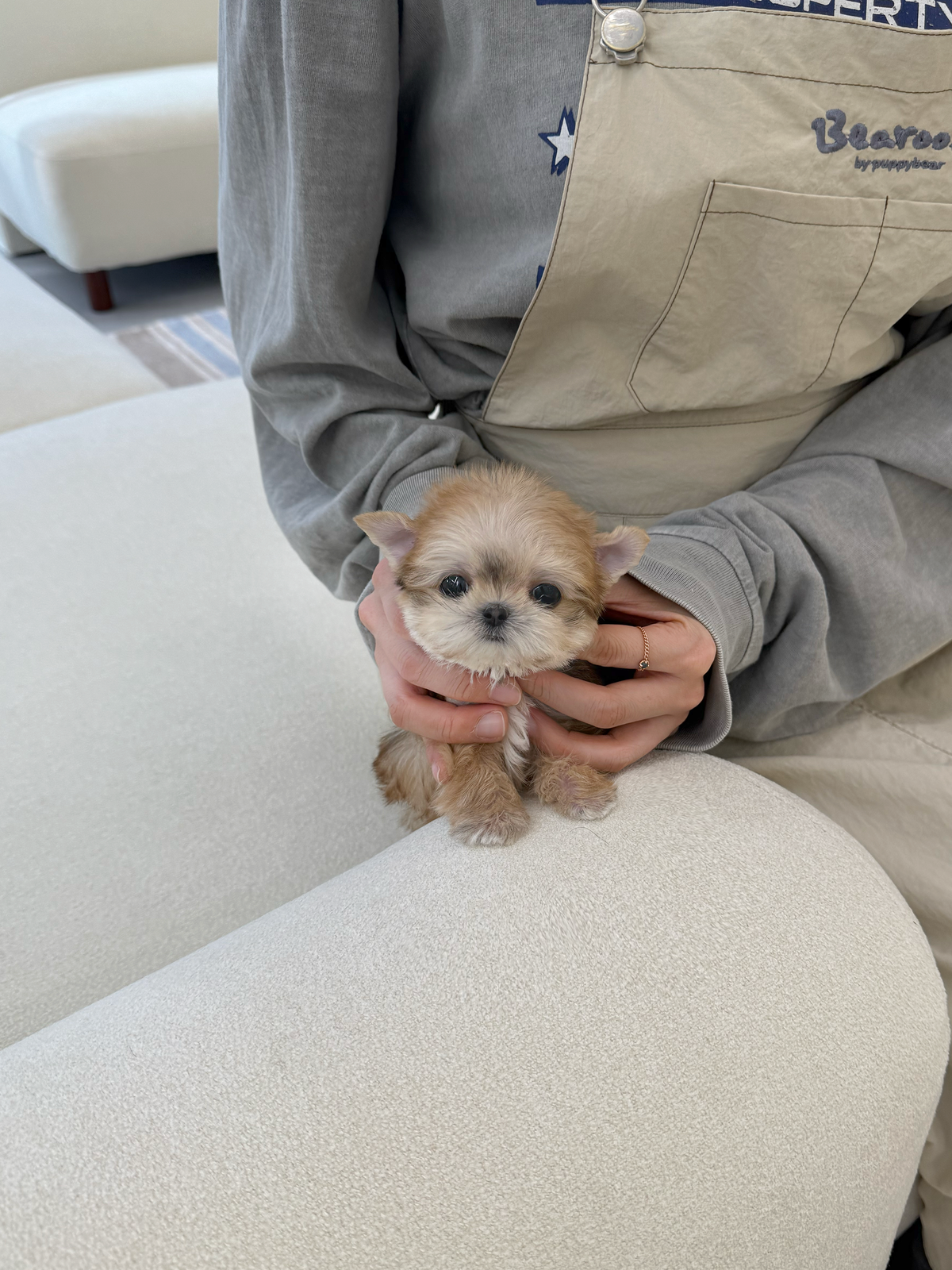 Yorkie-Benny-F