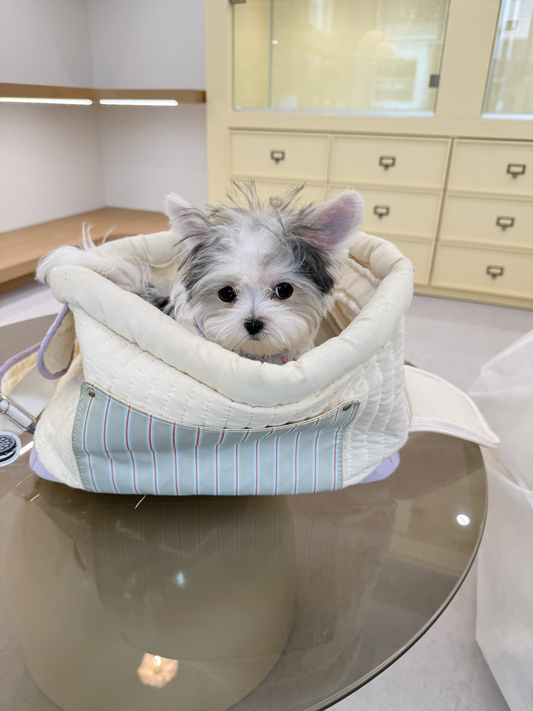 Morkie-Eblin-F