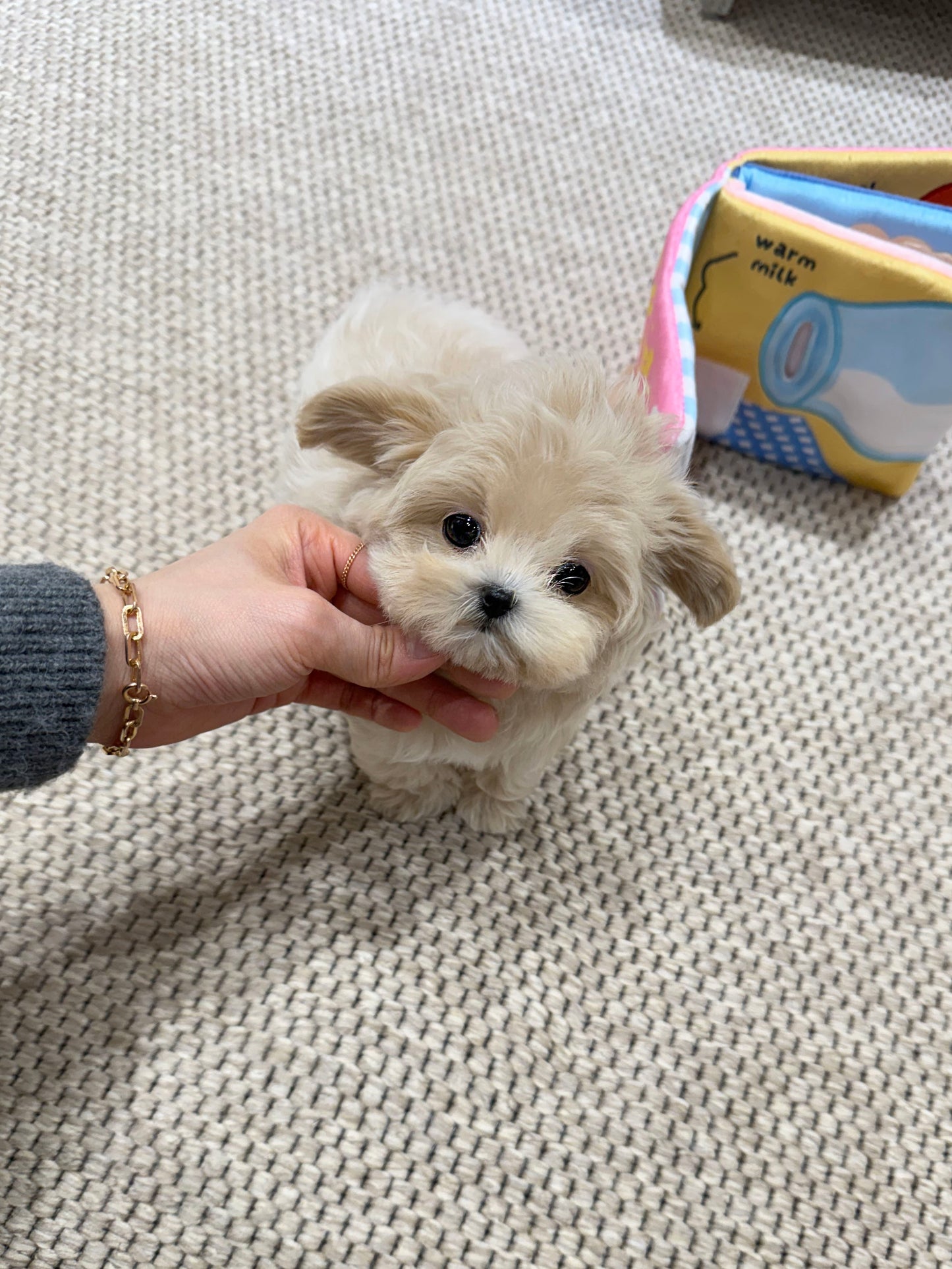 Maltipoo-Sophie