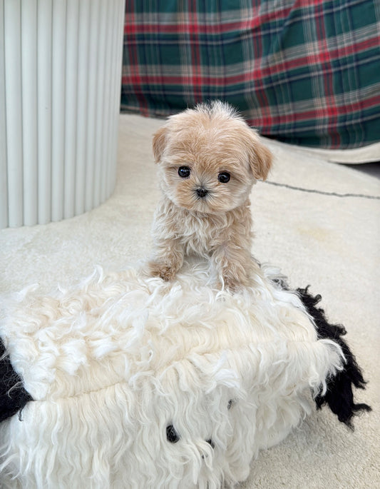 Maltipoo-Betty