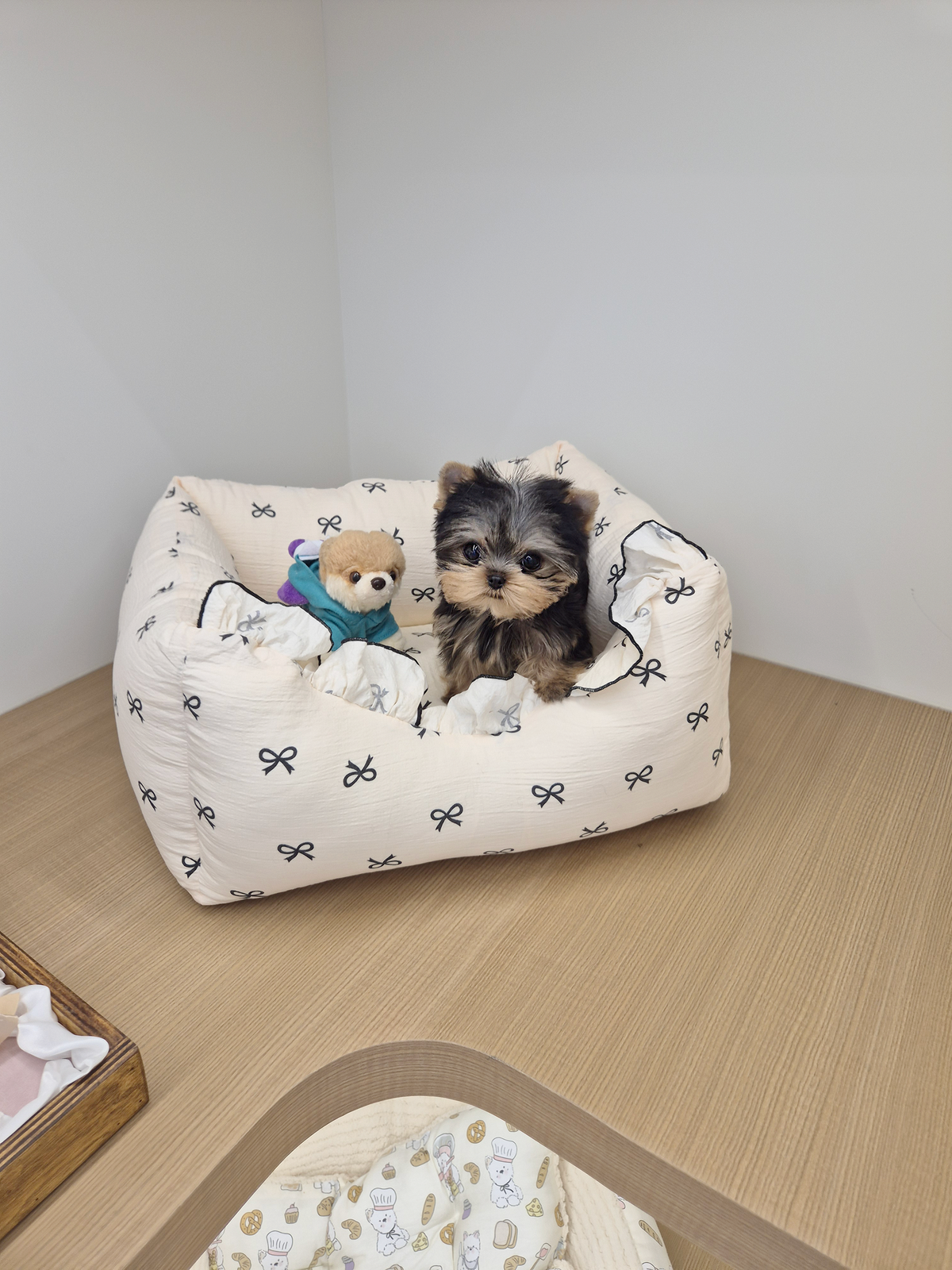 Yorkie-Sherry-F