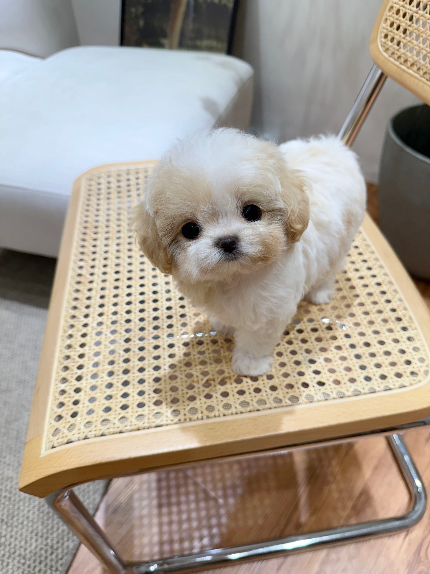 Maltipoo-Cookie