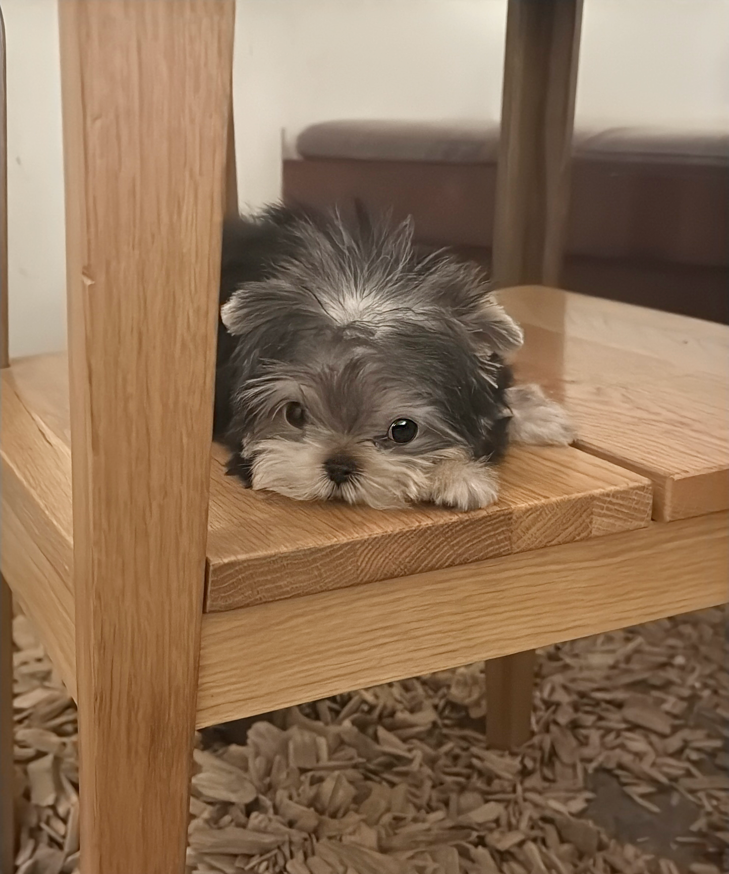Yorkie-Harrison