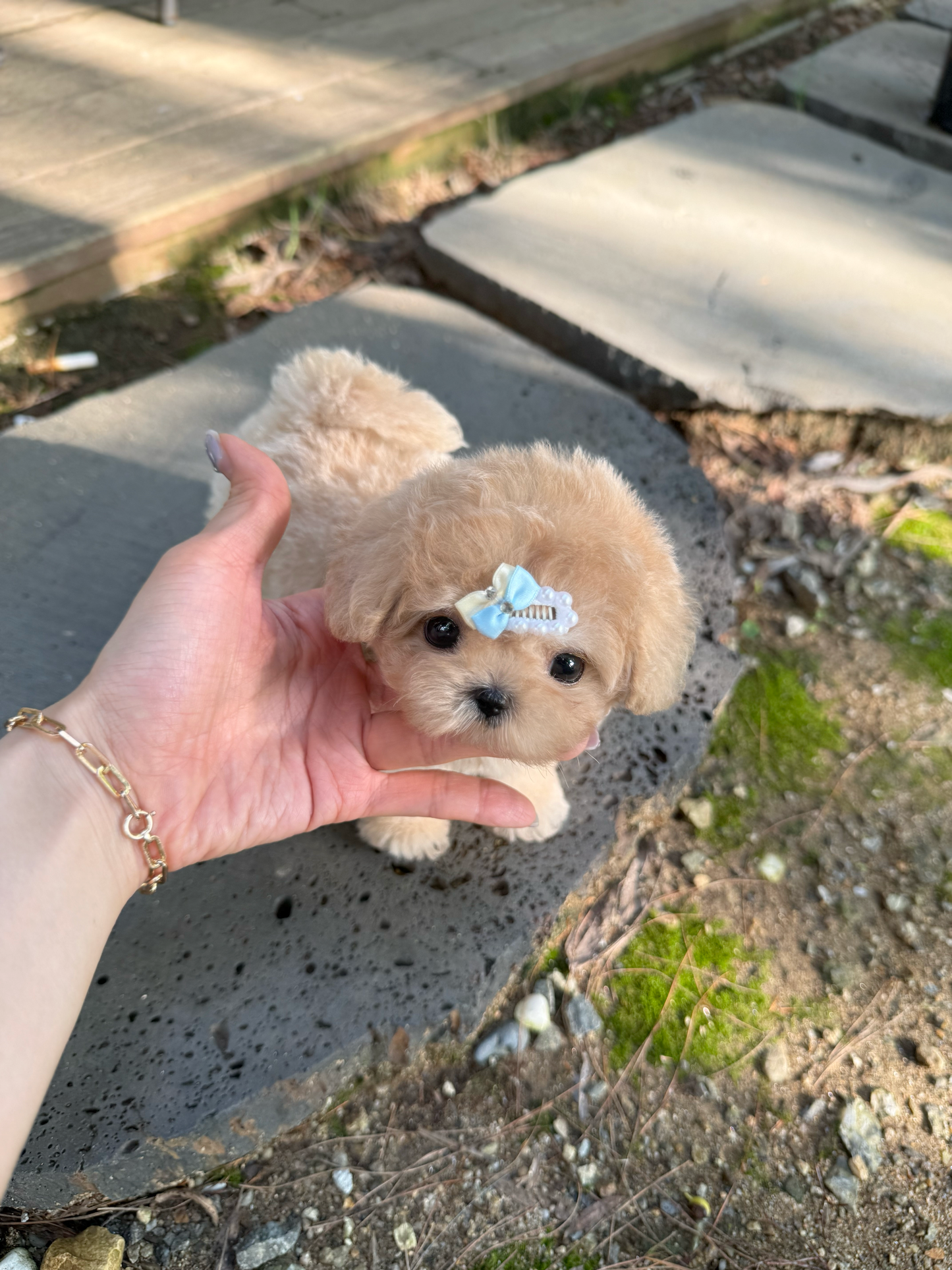 Maltipoo-Toast