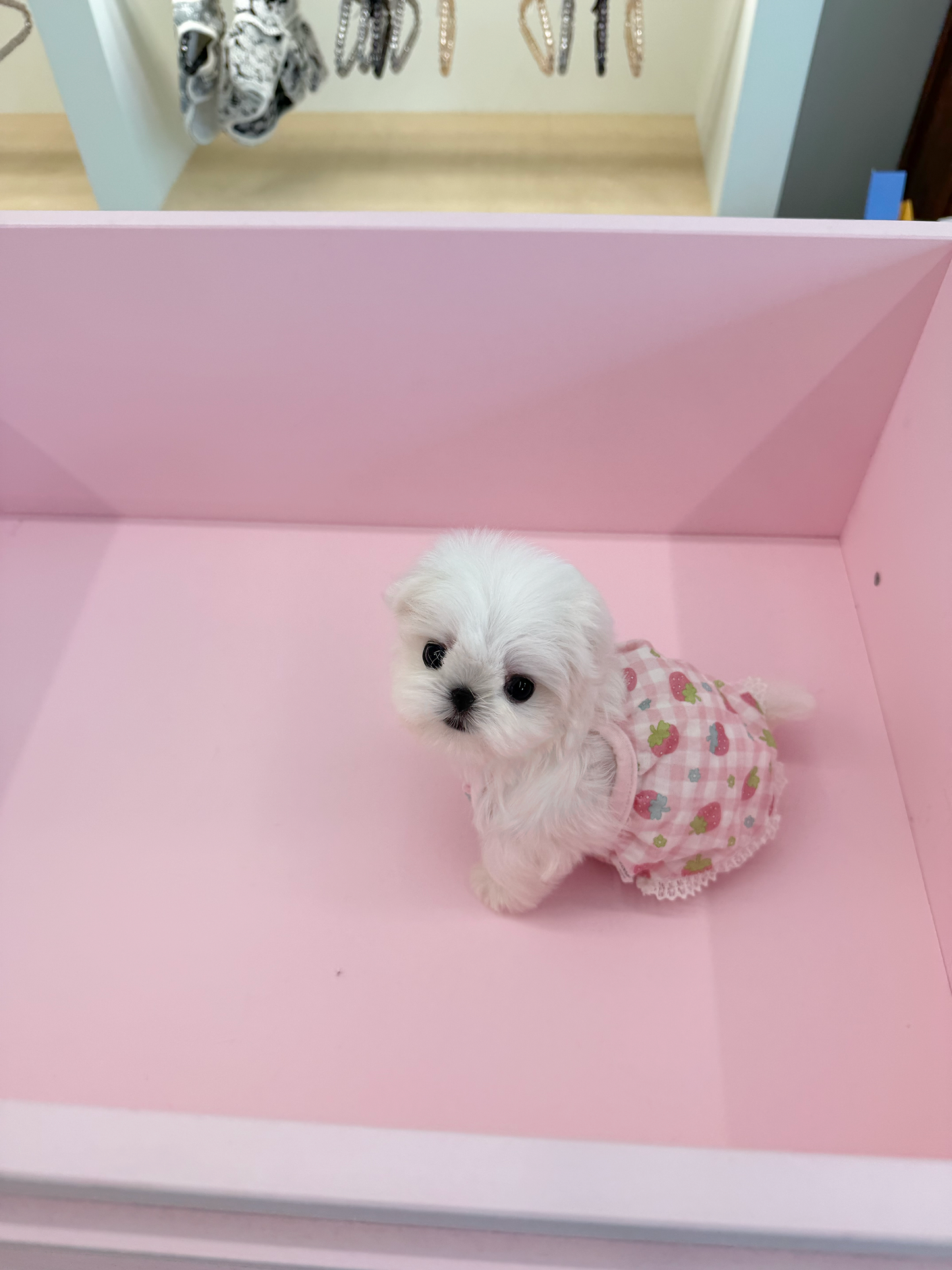 Maltese-Cino-M