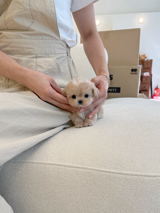 Maltipoo-Janie-F