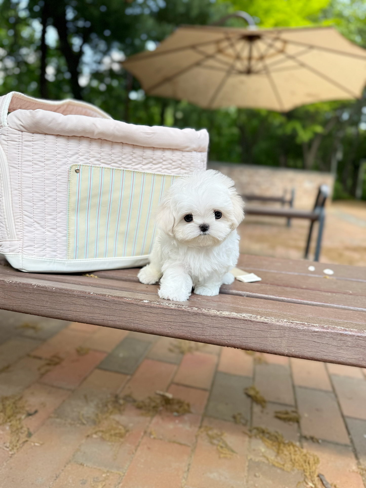 Maltese-Sisi