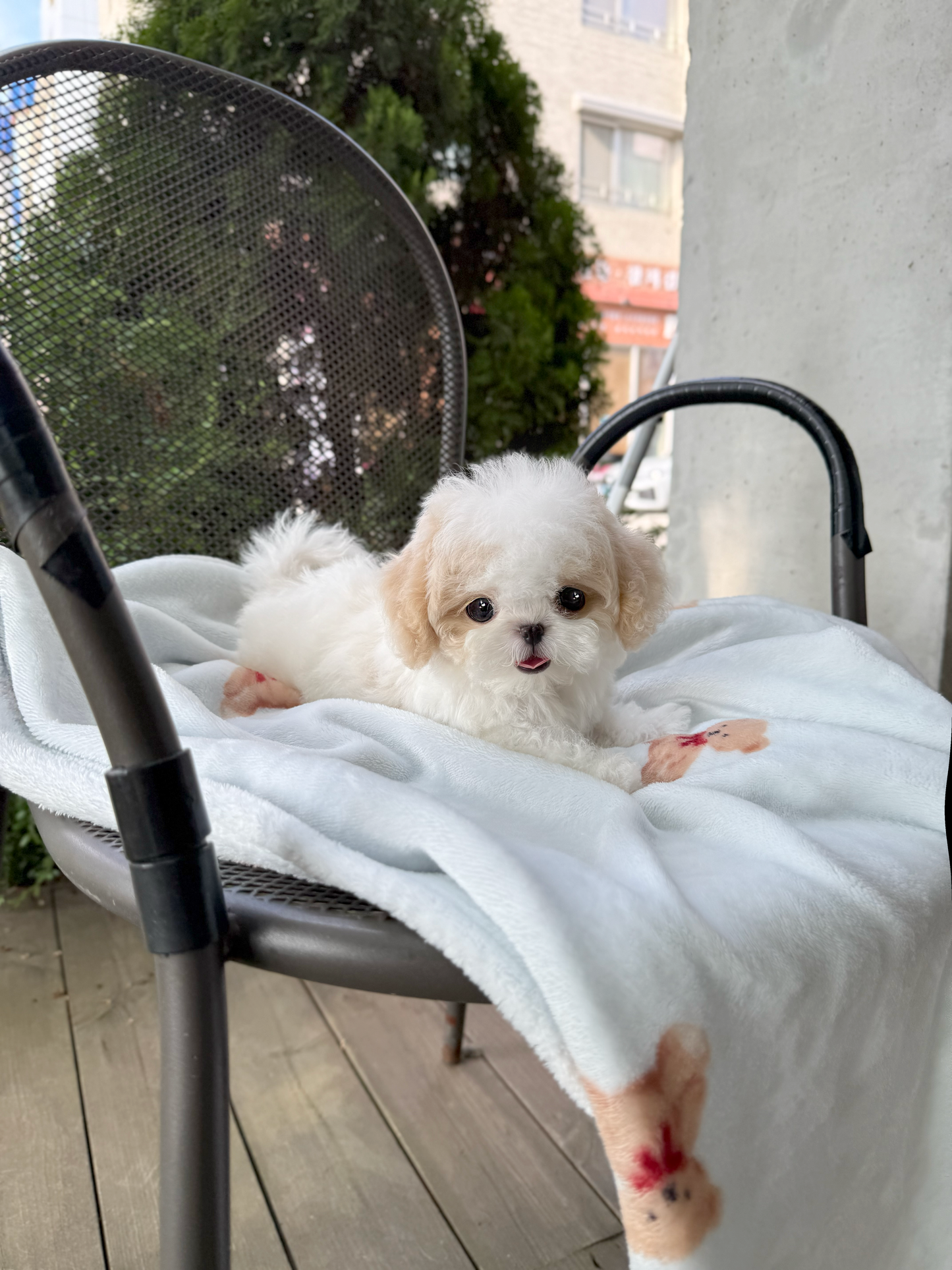 Maltipoo-Lottie
