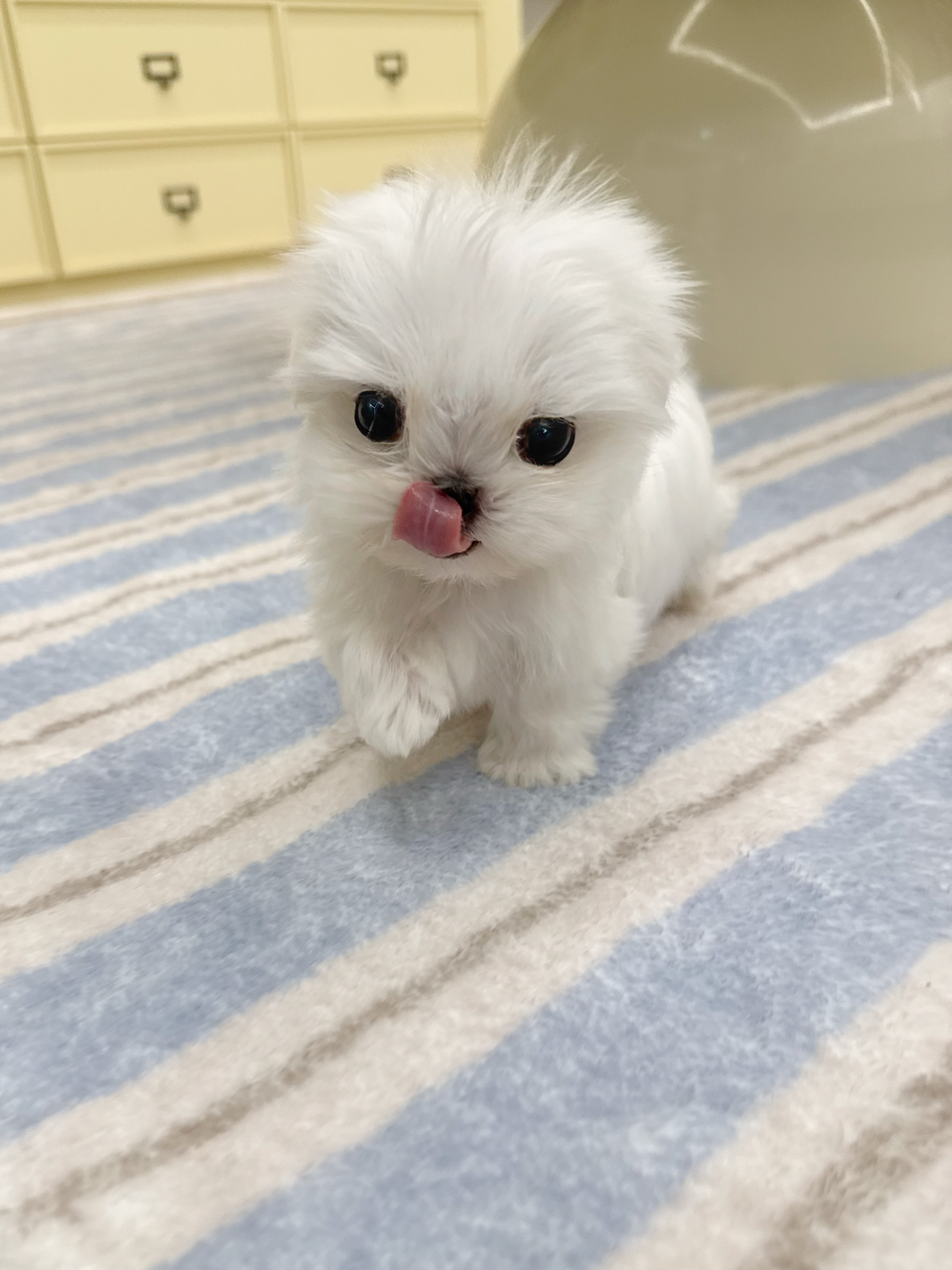 Maltese-Milo-M