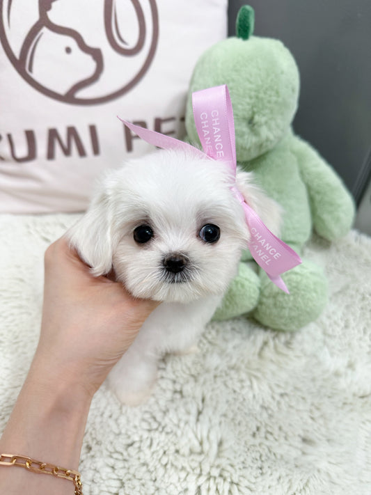 Maltese-Tofu