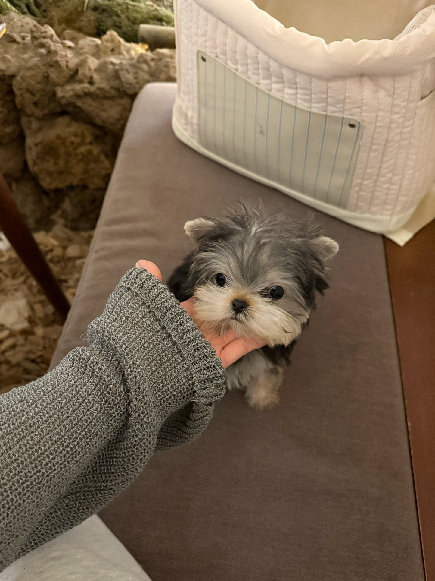 Yorkie-Harrison