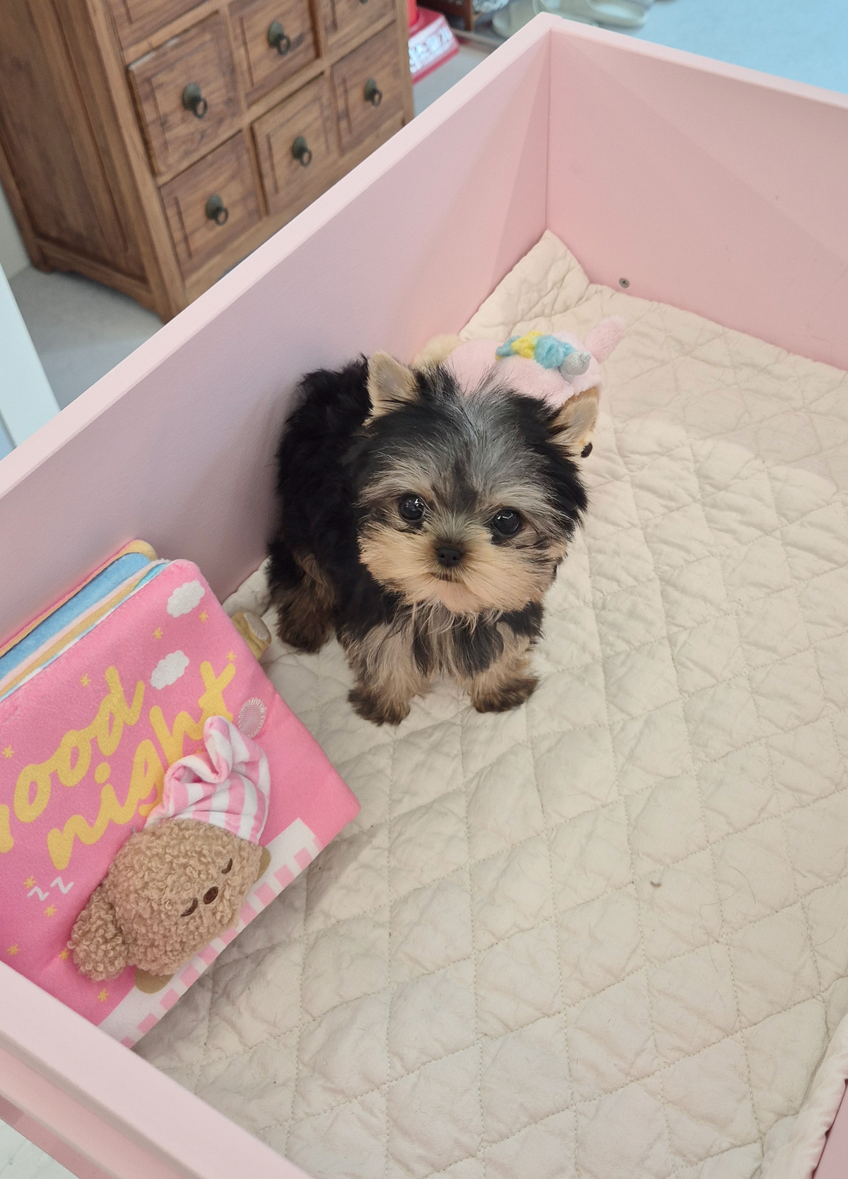 Yorkie-Sherry-F