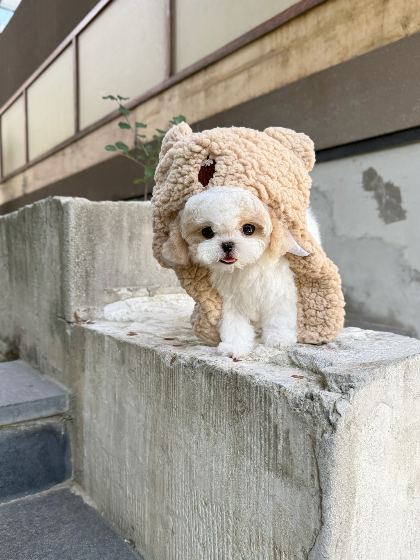 Maltipoo-Lottie