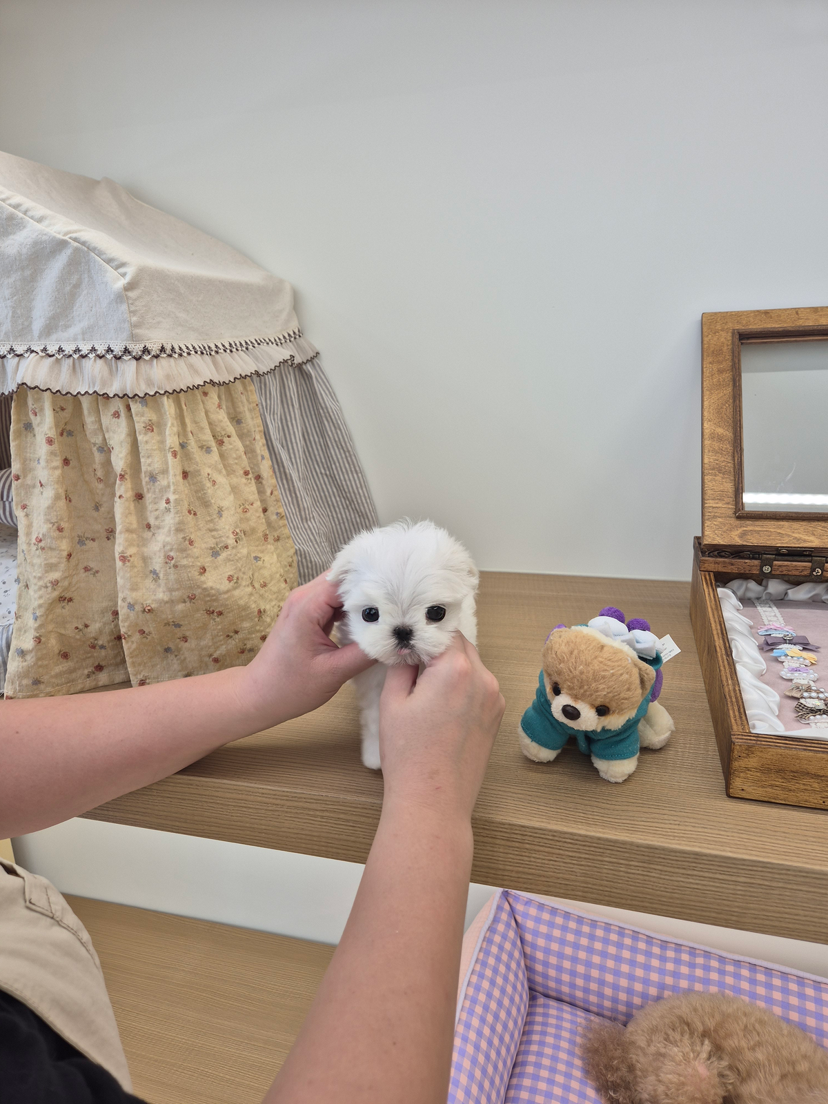 Maltese-Jerry-M