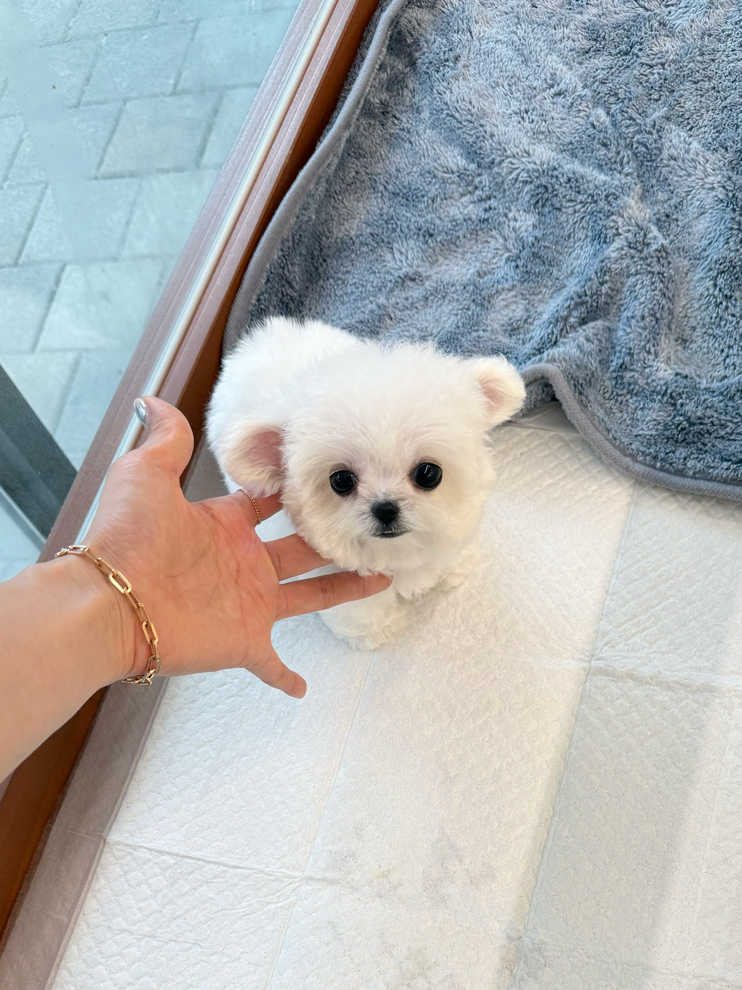 Bichon-Luna
