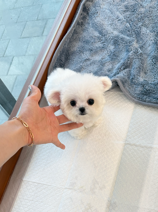 Bichon-Luna