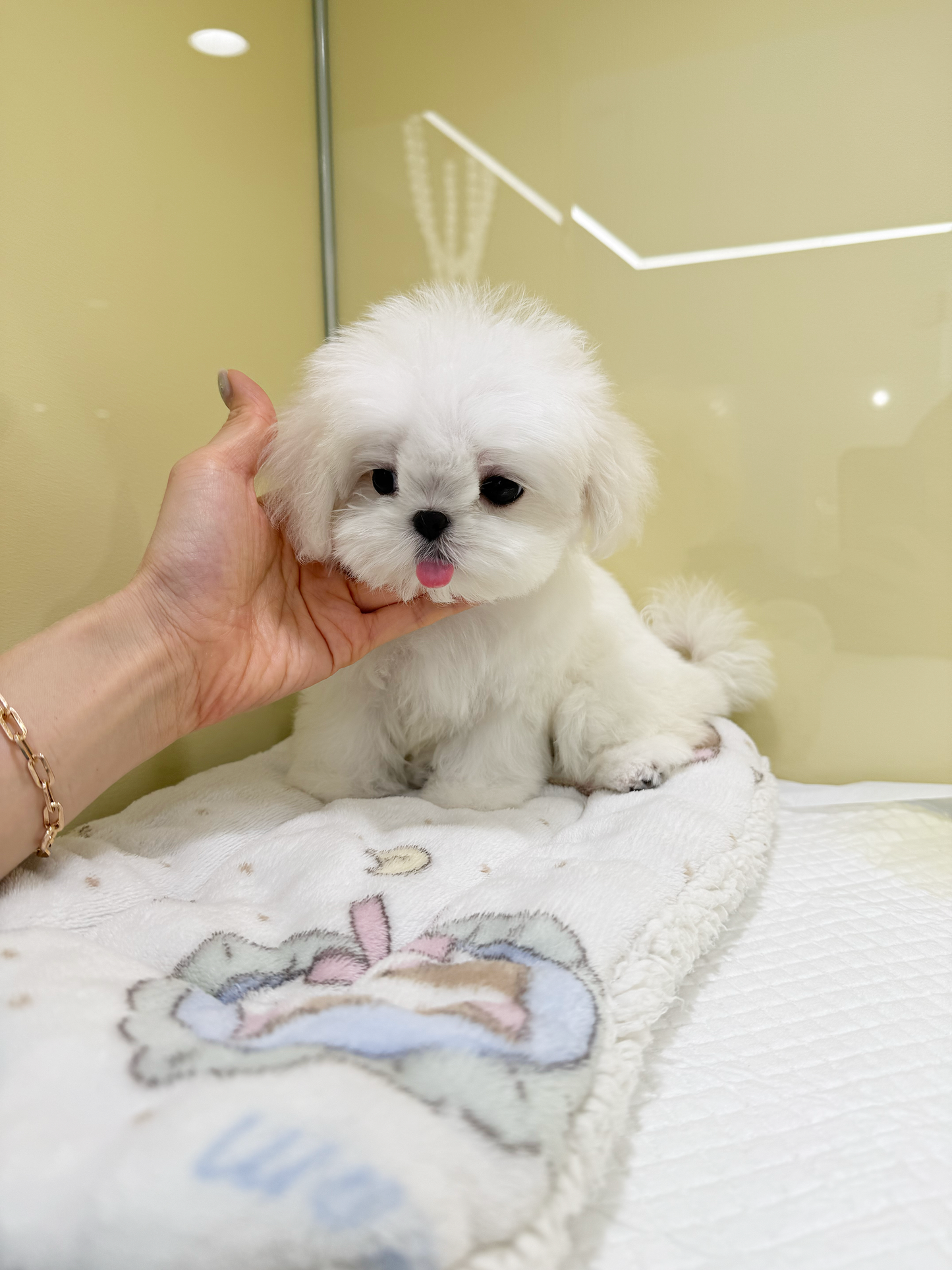 Maltese-Miso-F