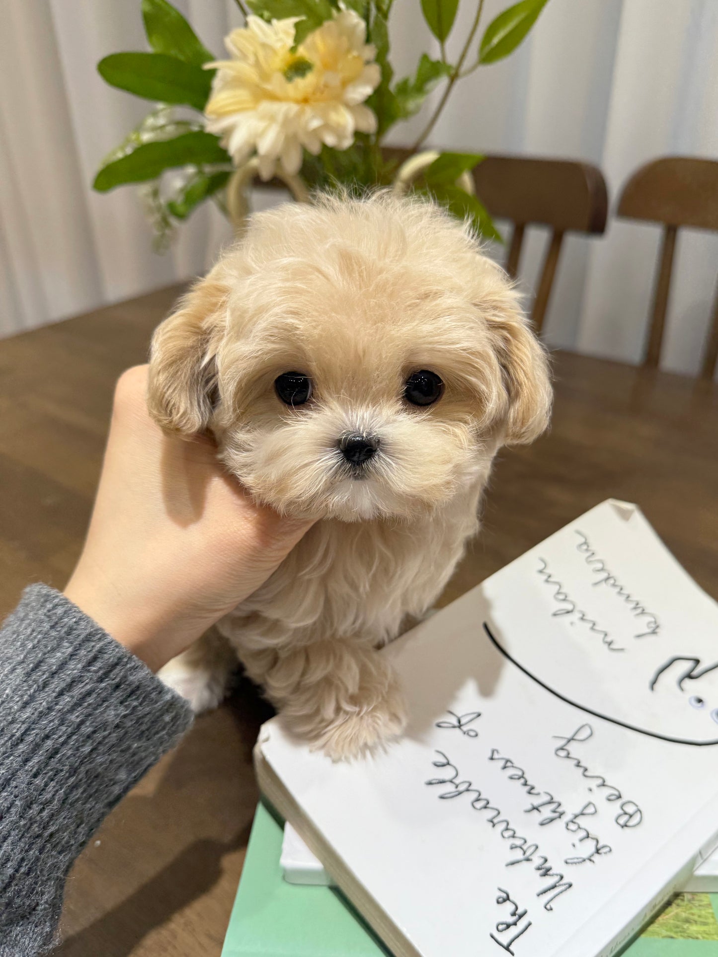 Maltipoo-Sophie