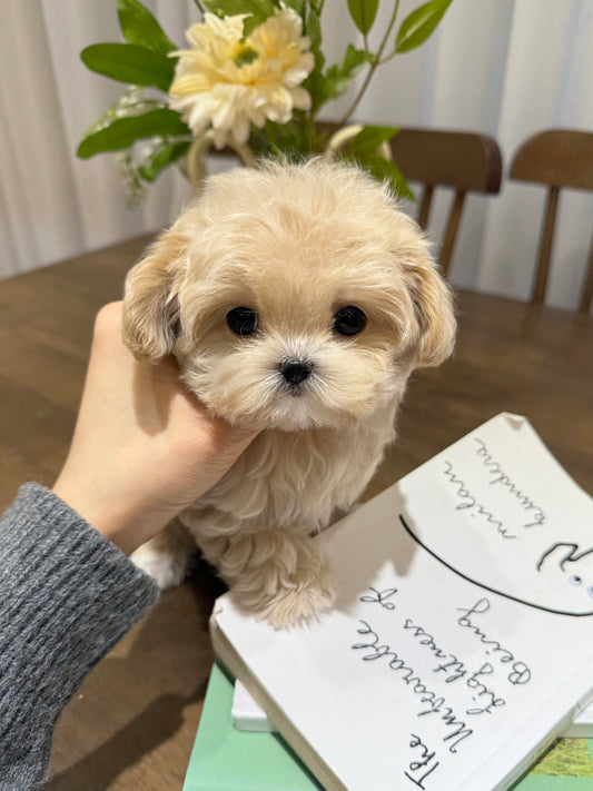 Maltipoo-Sophie