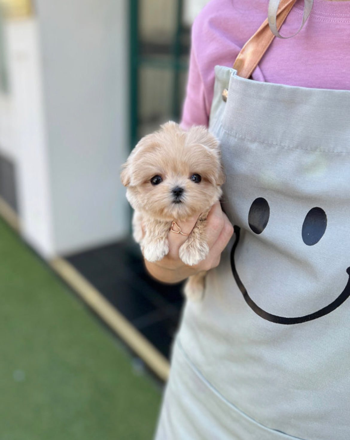 Maltipoo- Mari