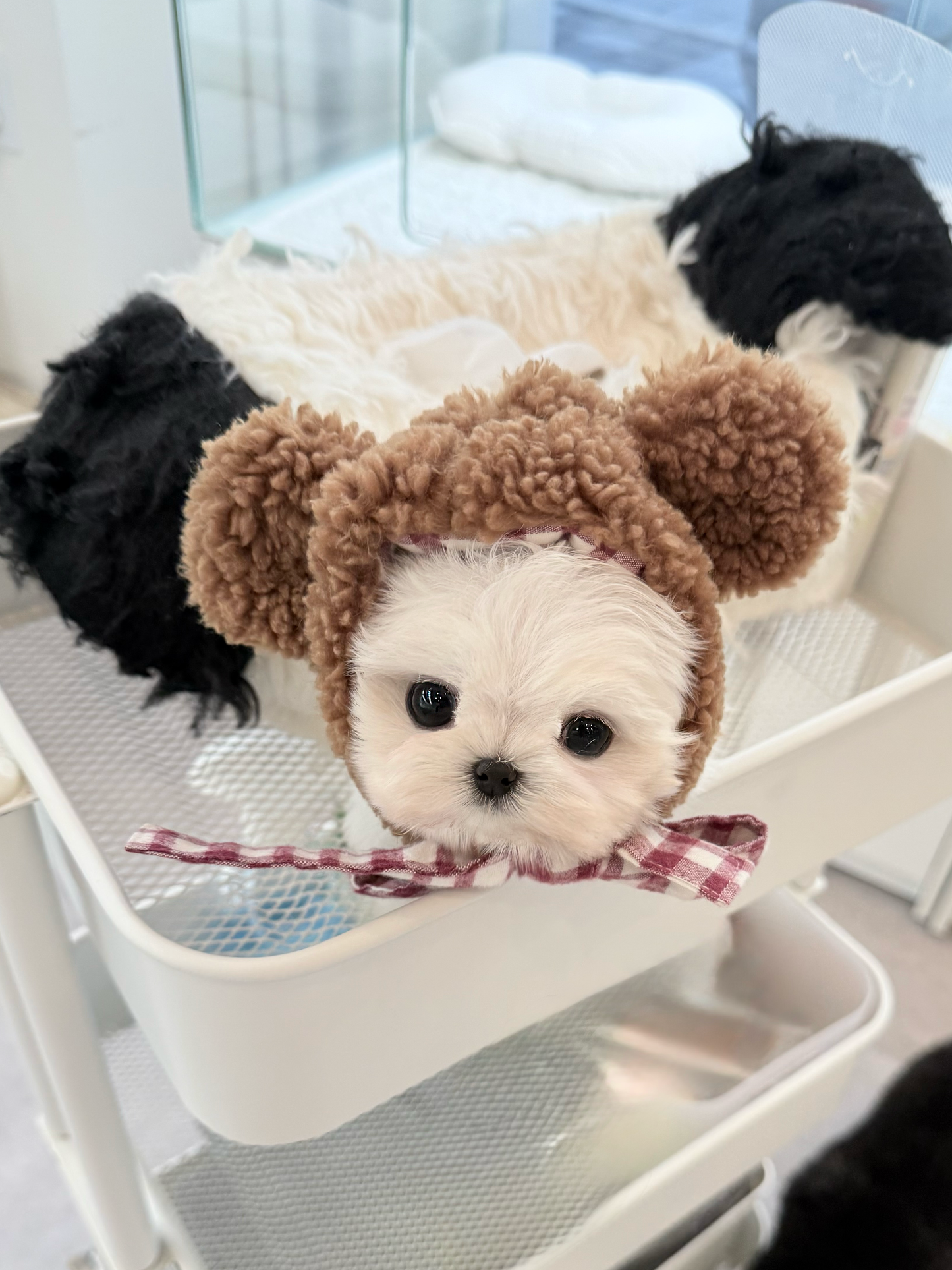 Maltese-Miel