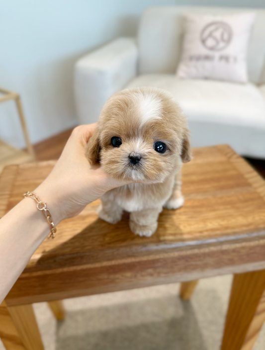 Maltipoo-Taro