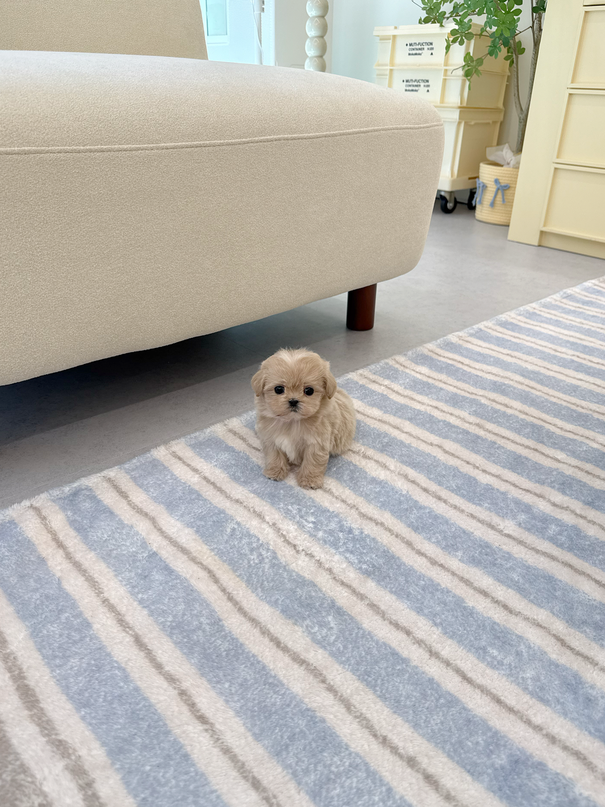 Maltipoo-Janie-F