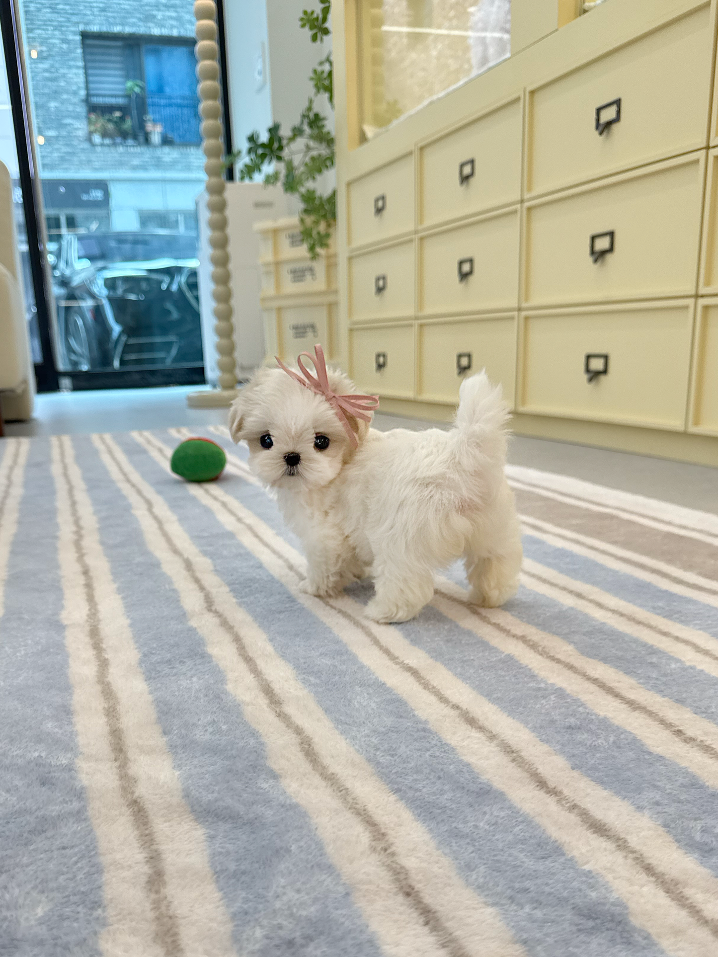 Maltese-Ellie-F