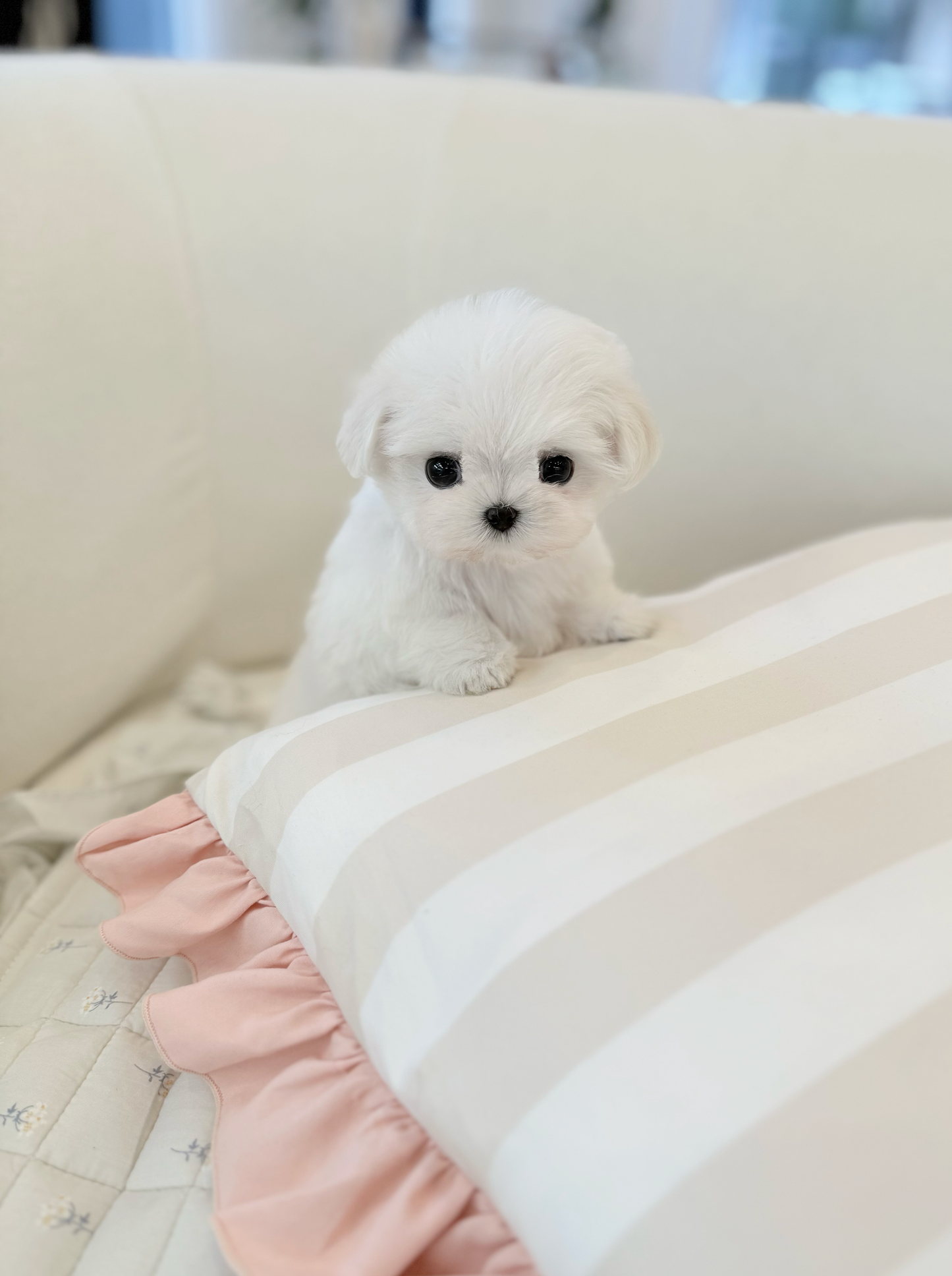 Maltese-Miel