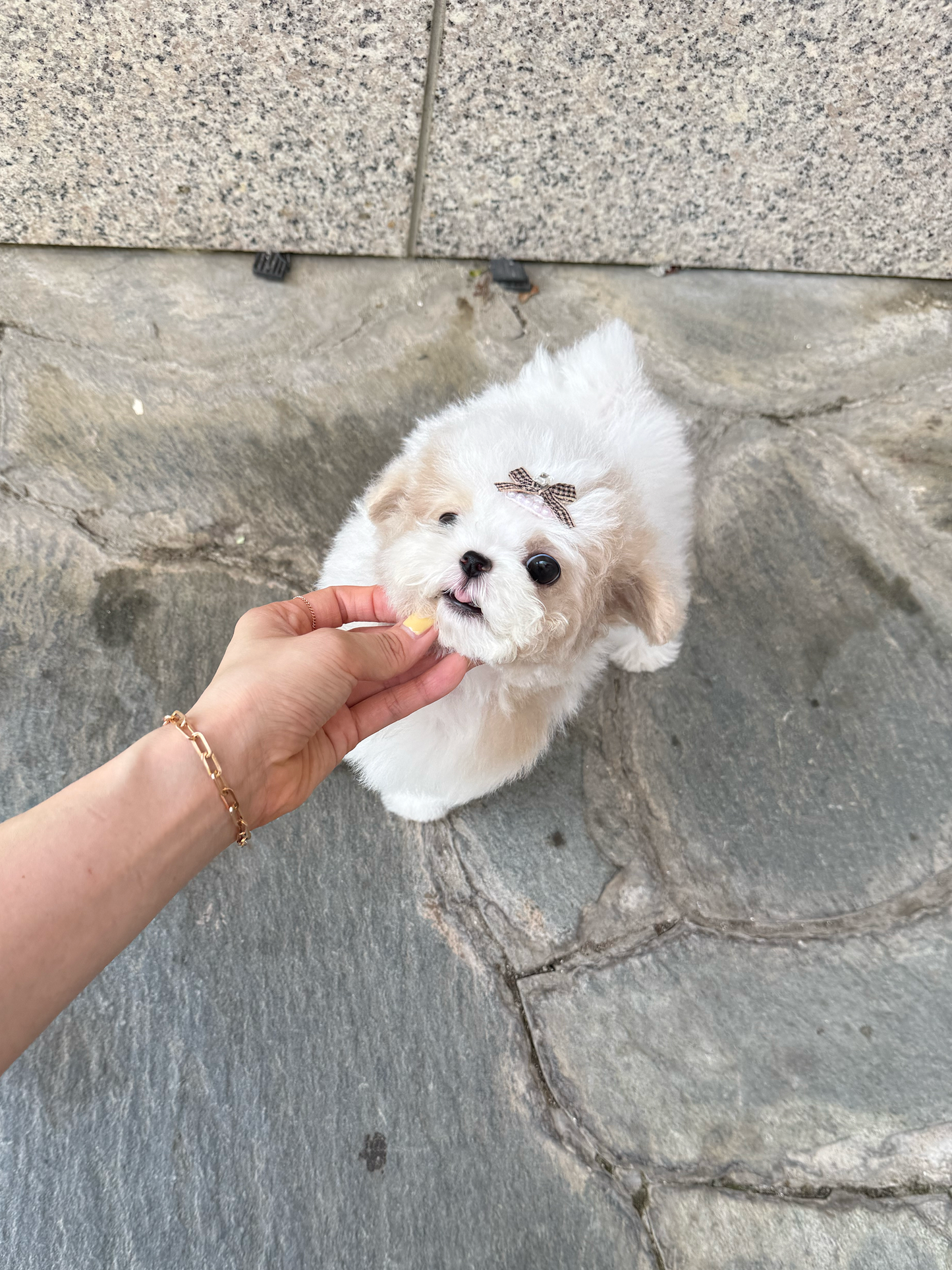 Maltipoo-Godiva