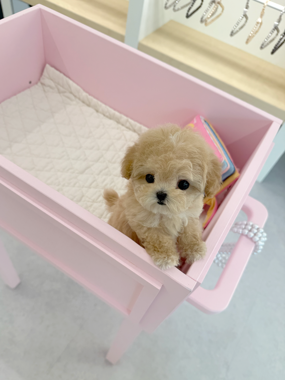 Maltipoo-Shasha-F