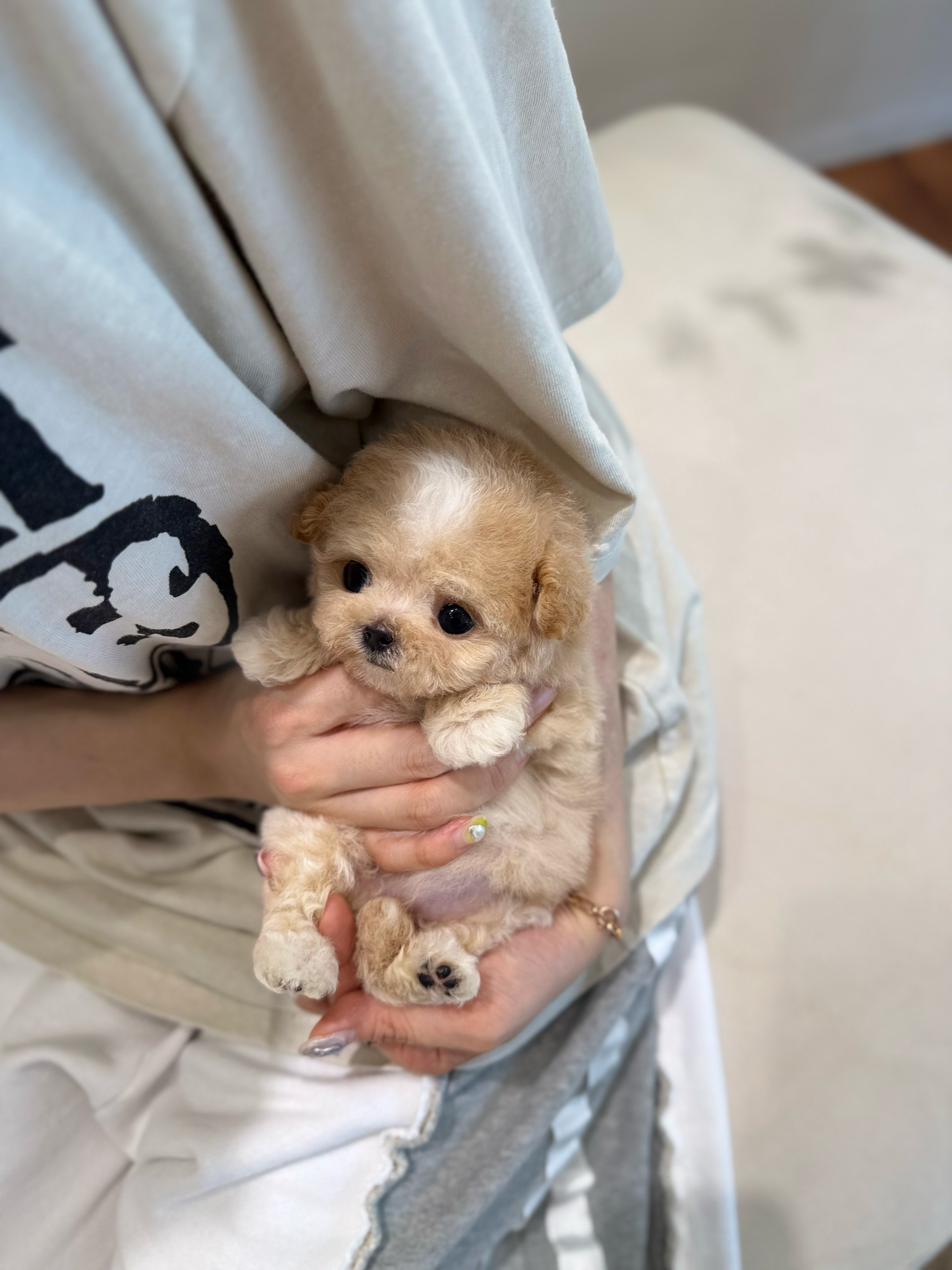 Maltipoo-Jully