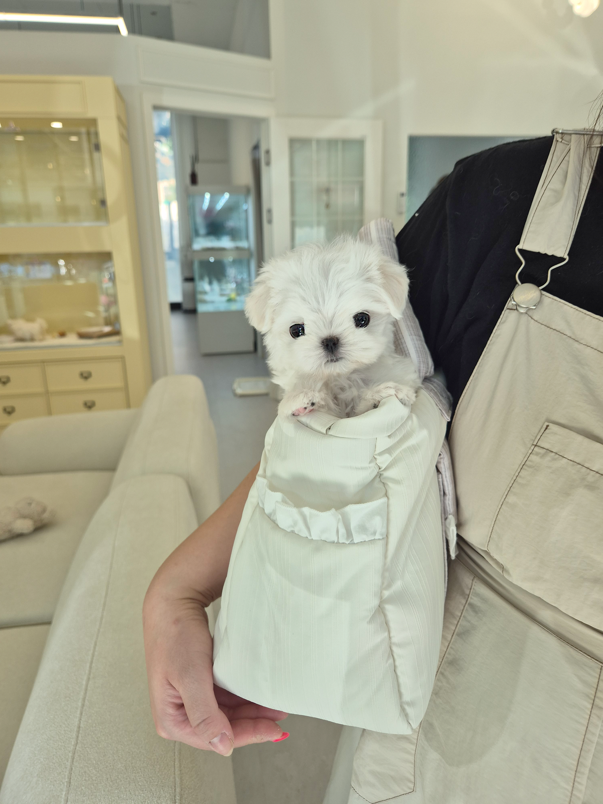 Maltese-Jerry-M