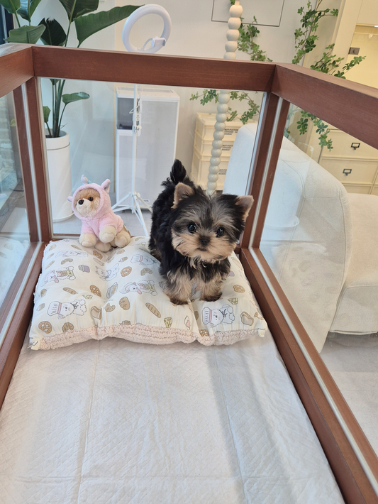 Yorkie-Sherry-F
