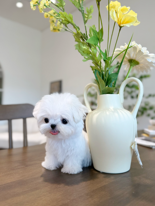 Maltese-Toto