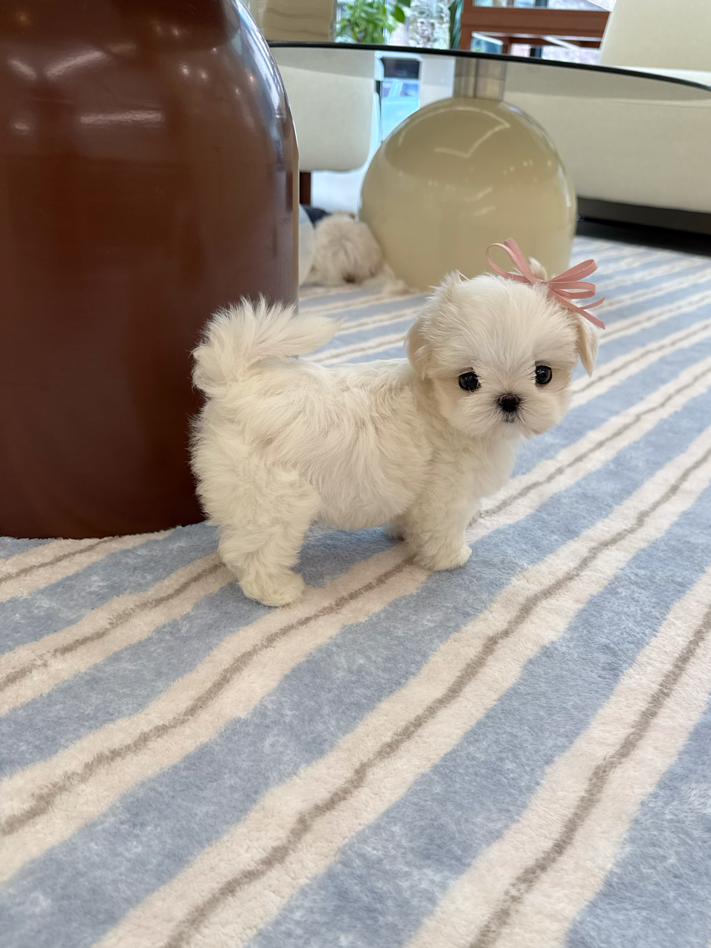 Maltese-Ellie-F