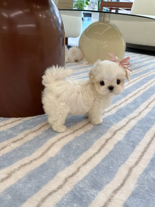 Maltese-Ellie-F