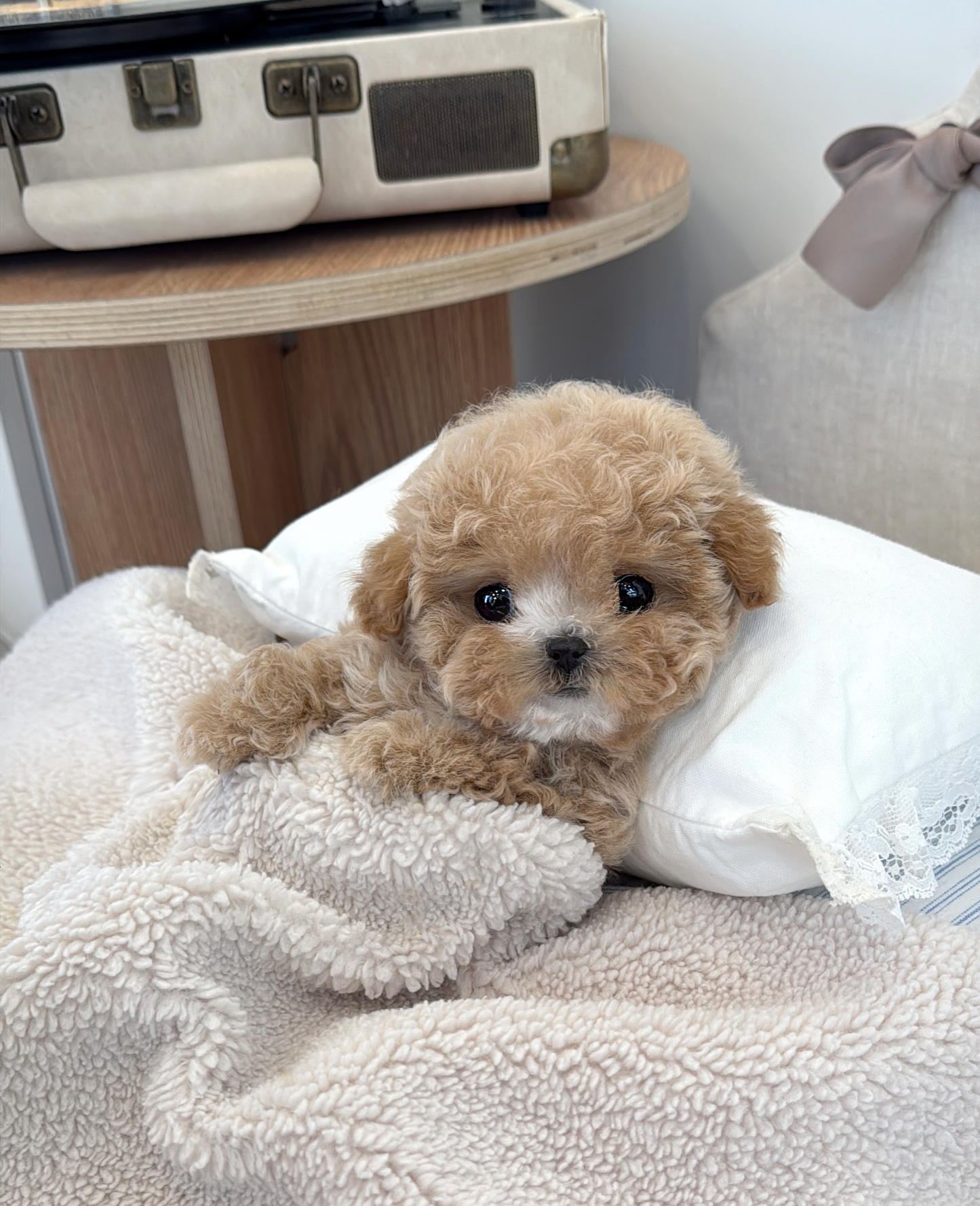 Maltipoo-Almond