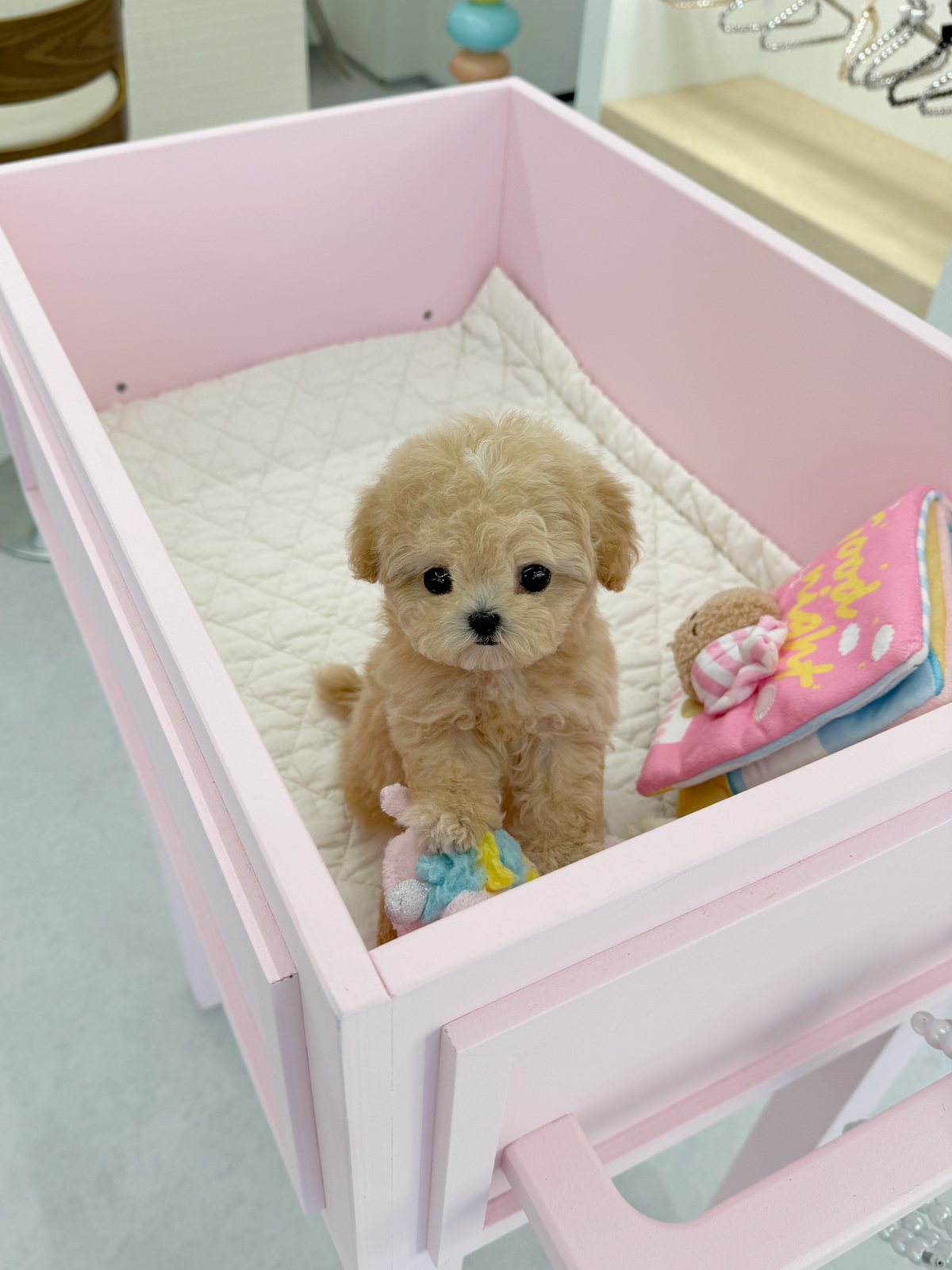 Maltipoo-Shasha-F