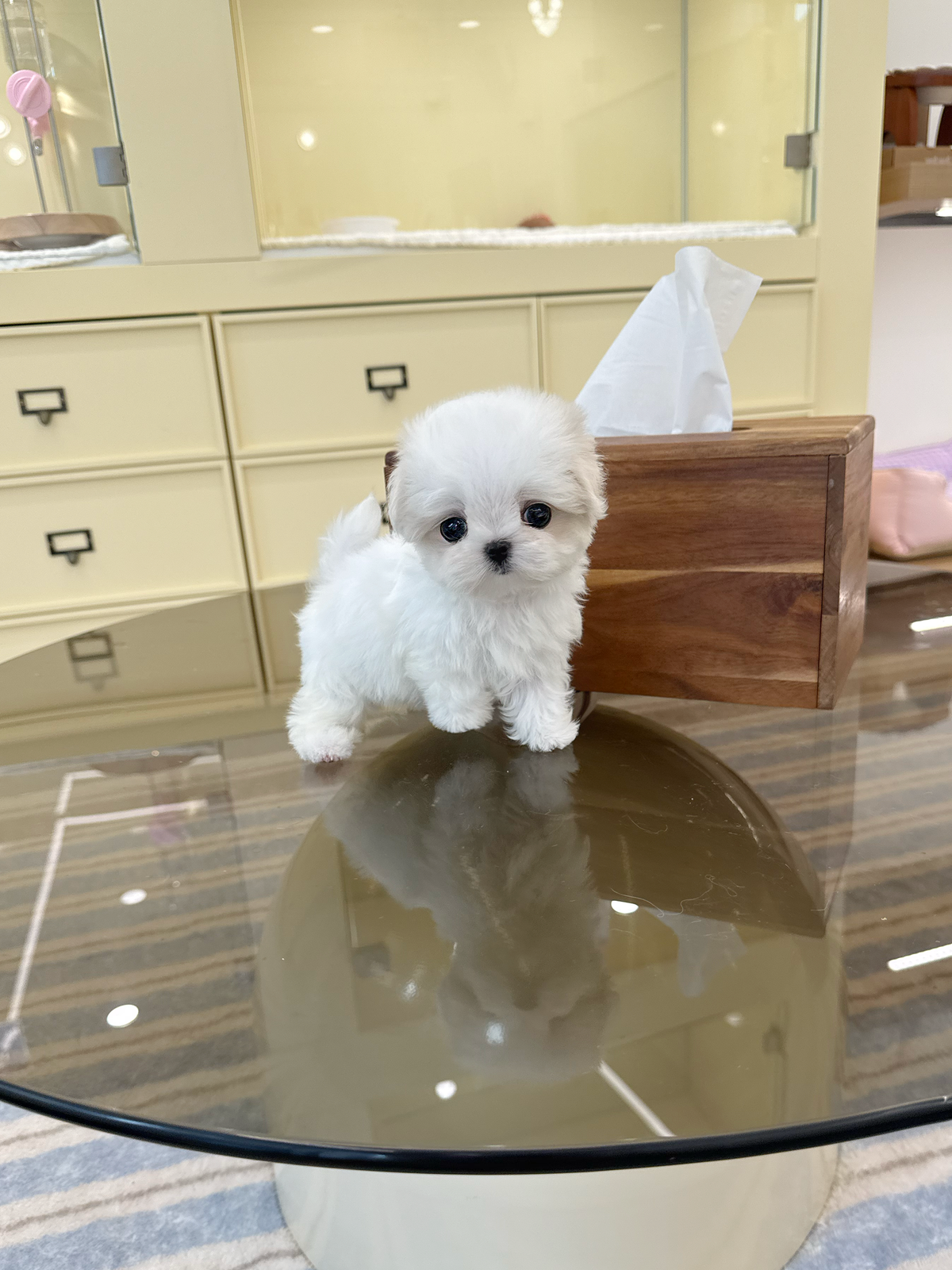 Maltese-Louis-M