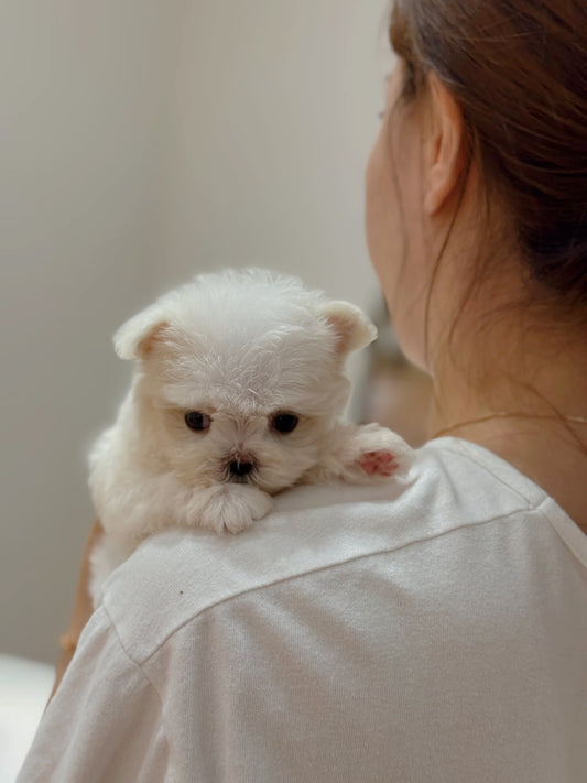 Maltese-Mellow