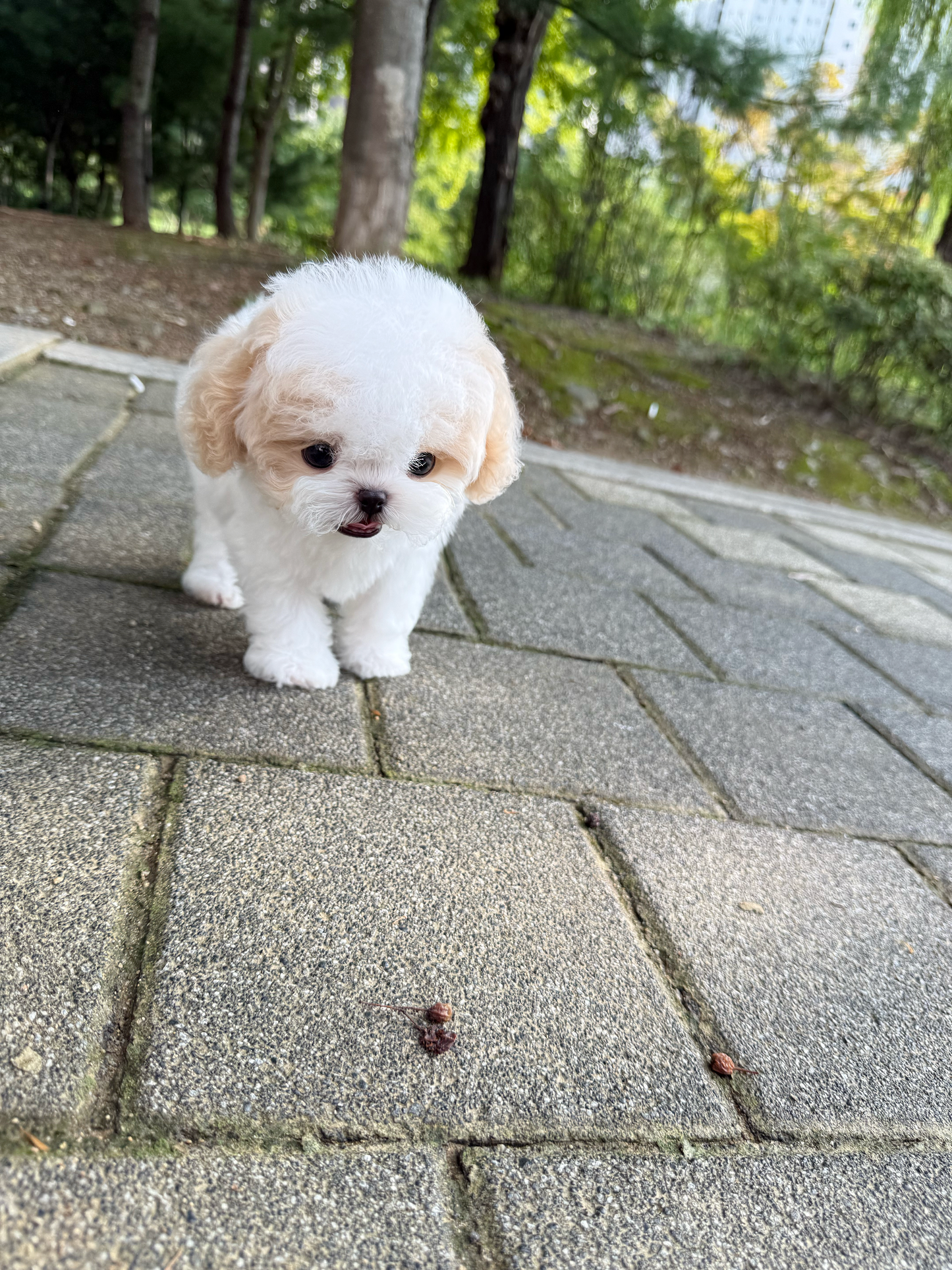 Maltipoo-Lottie